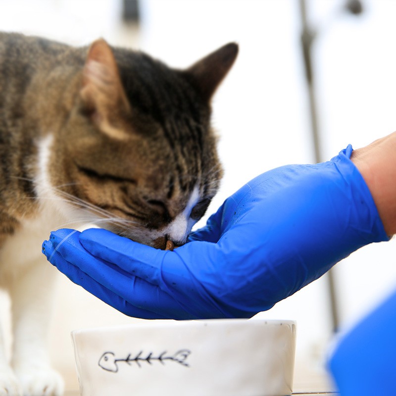 愛馬斯XNFST44100加厚一次性丁腈手套圖片1